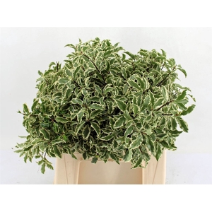 PITTOSPORUM BS