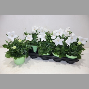Platyco Gr Astra Whi