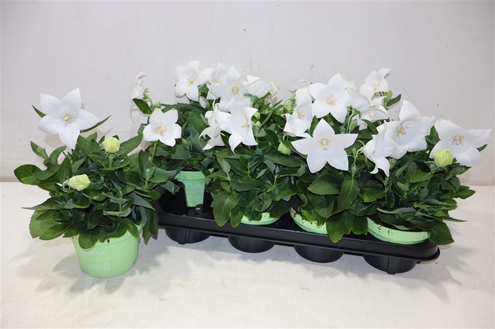 <h4>Platyco Gr Astra Whi</h4>