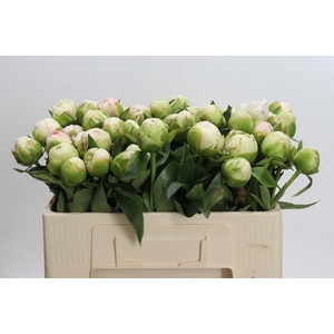 PAEONIA MOTHERS CHOICE