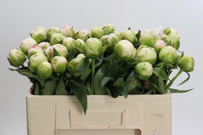 <h4>PAEONIA MOTHERS CHOICE</h4>