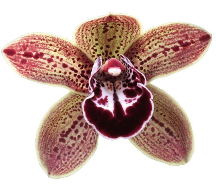 <h4>CYMB GR LOS ANGELES</h4>