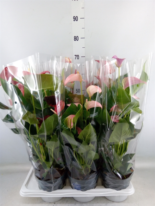 <h4>Anthurium   ...mix</h4>