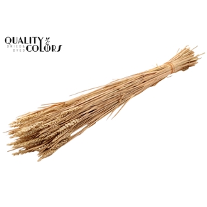 Triticum (sunbleached) per bunch Natural