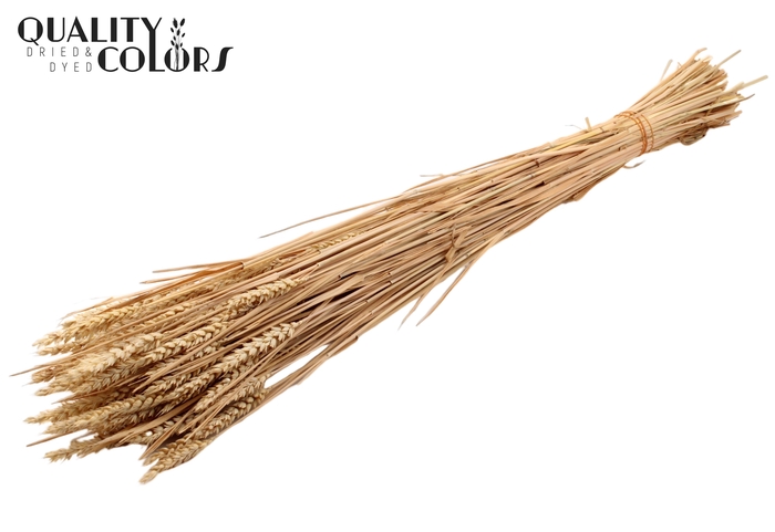 <h4>Triticum (sunbleached) per bunch Natural</h4>