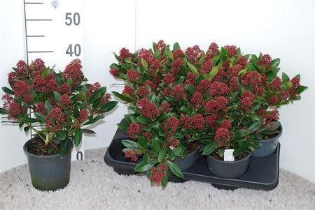 <h4>Skim J Rubella</h4>