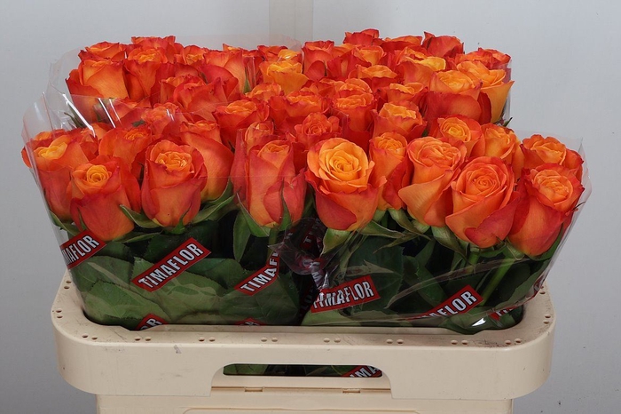 <h4>Rosa GR 'Confidential'</h4>