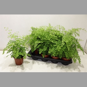 Adian Rad Fragrans
