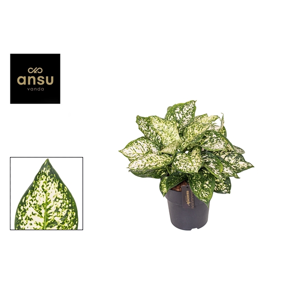 <h4>Aglaonema Ivory Jade</h4>