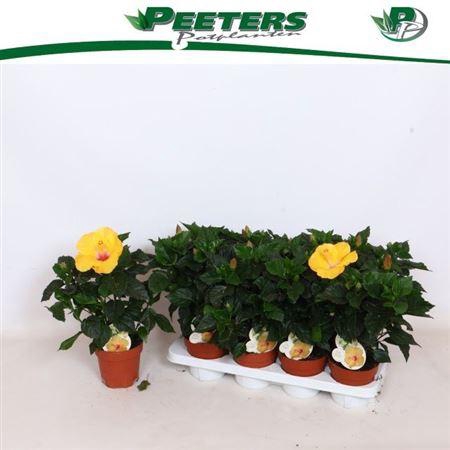 <h4>Hibis Sunny Aveiro 4 Branches+</h4>