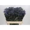 Eryngium Blue Dynamite