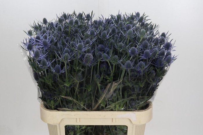 <h4>Eryngium Blue Dynamite</h4>