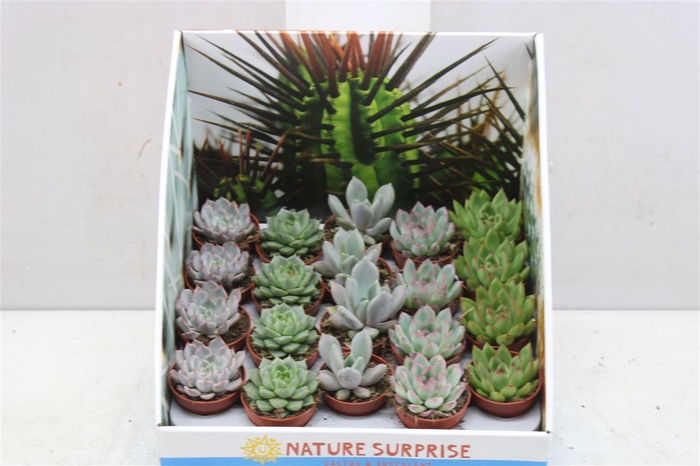 <h4>Echeveria Gemengd Showdoos</h4>