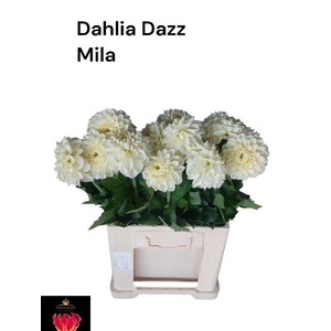 DAHL DAZZ MILA