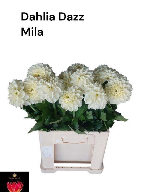 <h4>DAHL DAZZ MILA</h4>