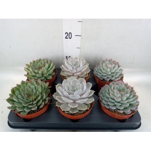Echeveria   ...mix