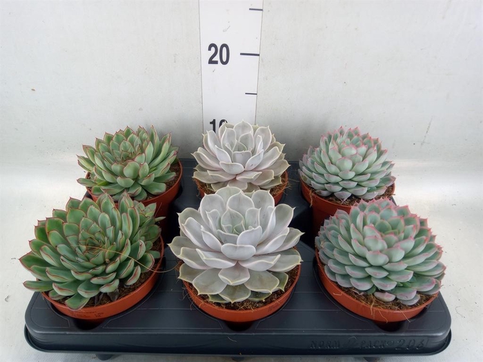 <h4>Echeveria   ...mix</h4>