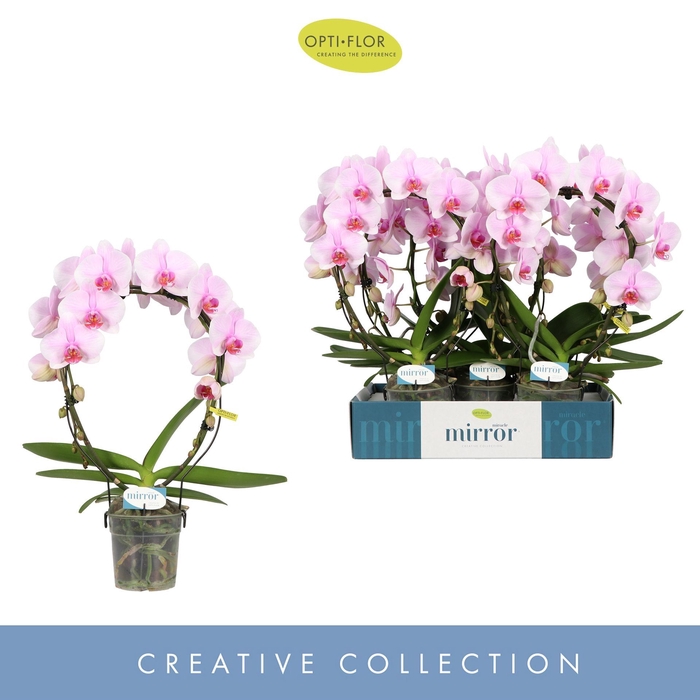<h4>Phalaenopsis overig roze (enkele ta</h4>
