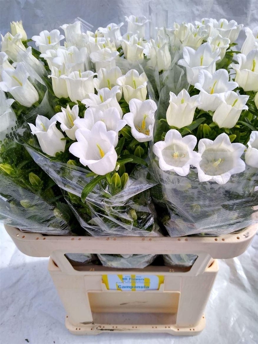 <h4>Camp M Champion White</h4>