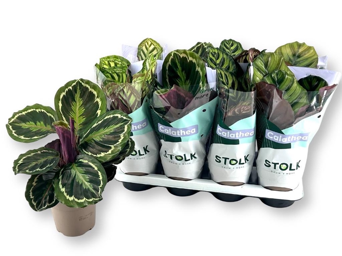 <h4>CALAT GEM 4 SRT</h4>