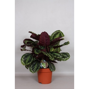 Calathea  'Medallion'