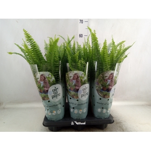 Nephrolepis exal. 'Green Lady'