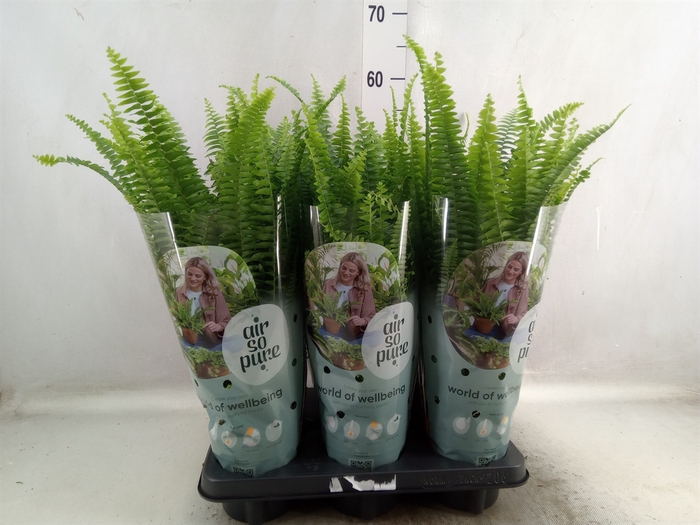 Nephrolepis exal. 'Green Lady'