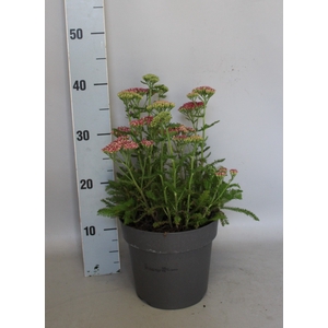 vaste planten 19 cm  Achillea Deep Rose
