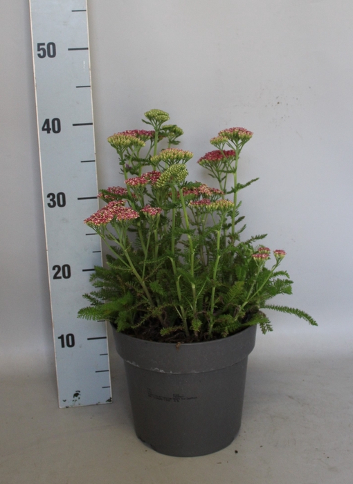 <h4>vaste planten 19 cm  Achillea Deep Rose</h4>