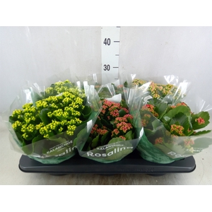 Kalanchoe blos. 'RosDon Collection'