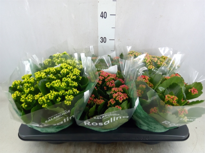 <h4>Kalanchoe blos. 'RosDon Collection'</h4>