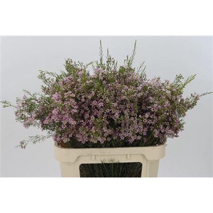 Chamelauc Wendy Rose