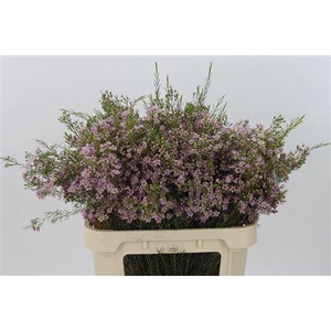 Chamelauc Wendy Rose