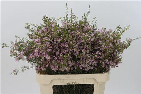 <h4>Chamelauc Wendy Rose</h4>