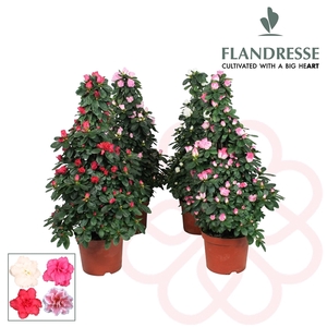 Azalea Flandresse® piramide 'gemengd' 65 cm