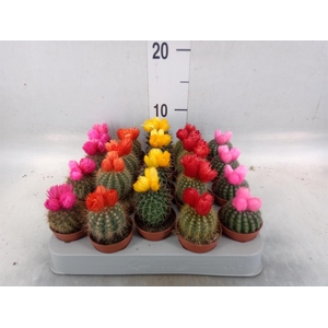 Cactus   ...decorated