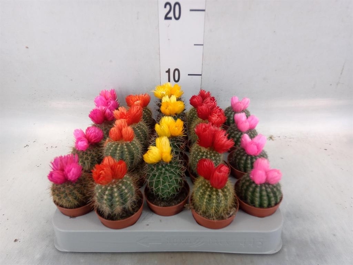 <h4>Cactus   ...decorated</h4>