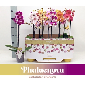 PHAL GEM 10 KL