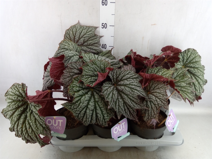 <h4>Begonia elat. DU 'Cottage'   ...mix</h4>