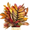 Castagno Preserved Mix (chestnut,kastanje)