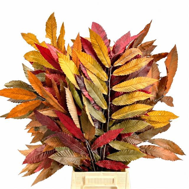 <h4>Castagno Preserved Mix (chestnut,kastanje)</h4>