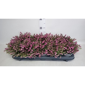 Erica darley. 'Kramer's Rote'