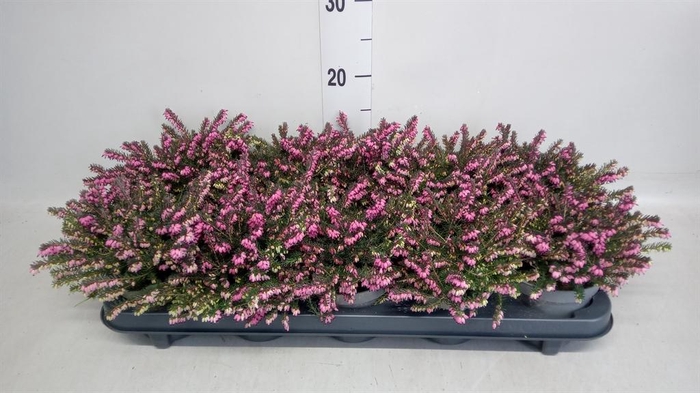 <h4>Erica darley. 'Kramer's Rote'</h4>