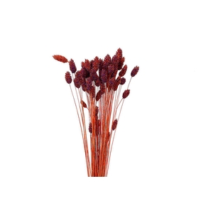 Dried Artz Phalaris Mondriaan Bunch
