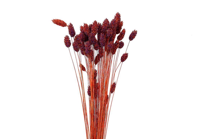 <h4>Dried Artz Phalaris Mondriaan Bunch</h4>