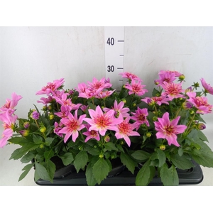 Dahlia  'Dalina Maxi Stardust Pink'