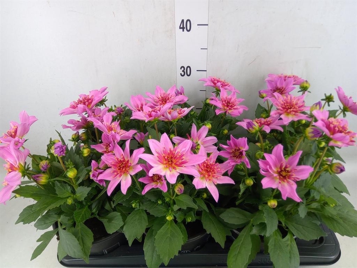 <h4>Dahlia  'Dalina Maxi Stardust Pink'</h4>