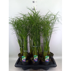 Cyperus alternifolius 'Gracilis'