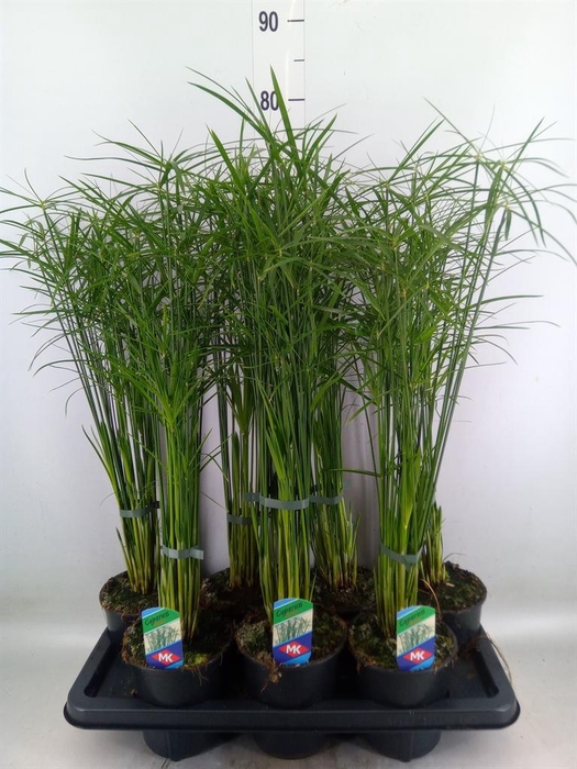 <h4>Cyperus alternifolius 'Gracilis'</h4>