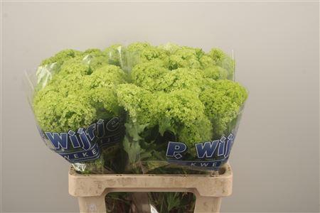 <h4>Viburnum Roseum St</h4>